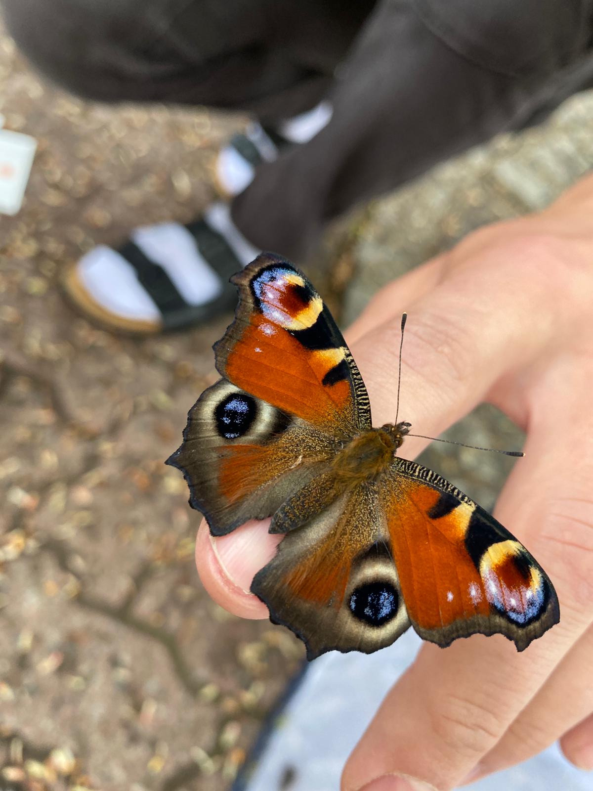 Schmetterling